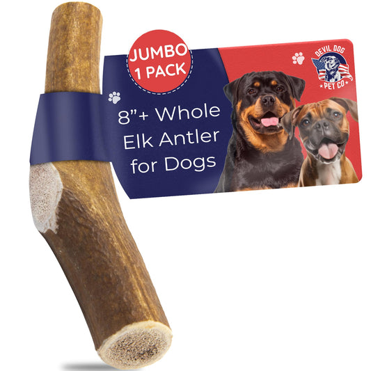 Devil Dog Pet Co. Elk Antlers for Dogs, Jumbo 8"+, 1 Pack, Grade A Long Lasting Chew for Aggressive Chewers, Premium USA Naturally Shed Antler – Healthy, No Odor, Durable Dog Chew