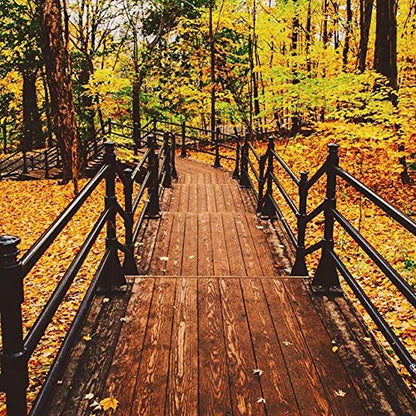 Natural Organic Deodorant Cream with Tangerine Spice Scent, Shea Butter and Coconut Oil, Aluminum Free Deodorant by Stinkbug Naturals, 1.7 Ounce