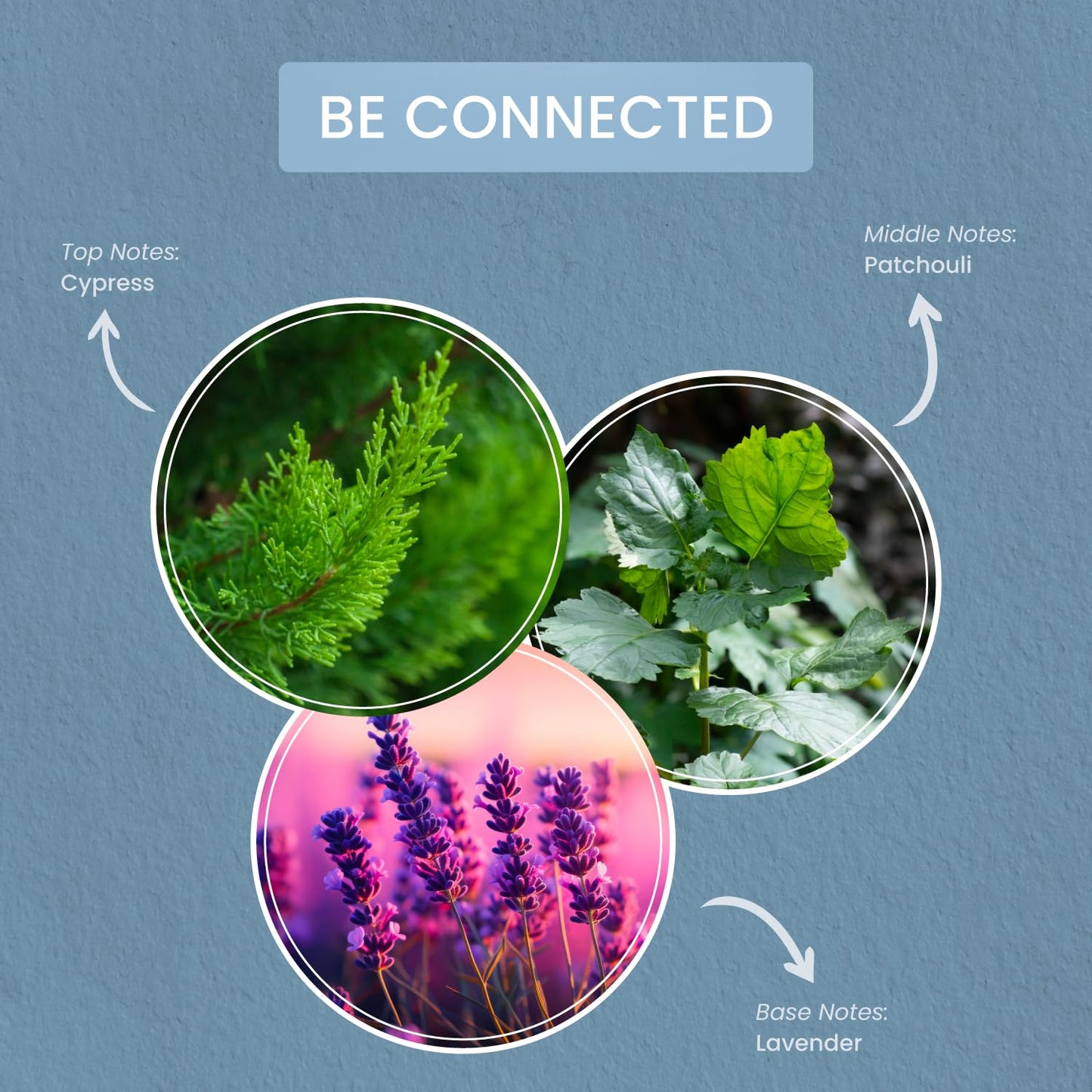 Carolina Be Connected Scented Wellness Wax Melts, Wax Melt Warmer Cubes, Long Lasting Scented Wax Warmer Cubes, 4 Pack, 6 Cubes Each - Made in The USA