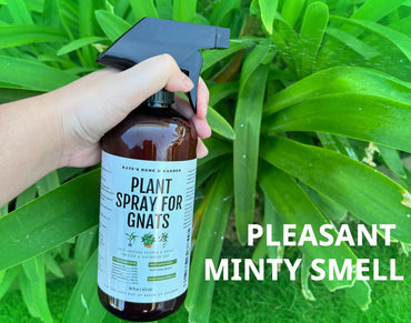 Kate's Home & Garden Plant Spray for Insects & Getting Rid of Gnats with 12 Sticky Traps. Fungus Gnat Killer & Bug Spray for Indoor Plants (16oz, Pet Safe, Non Toxic)