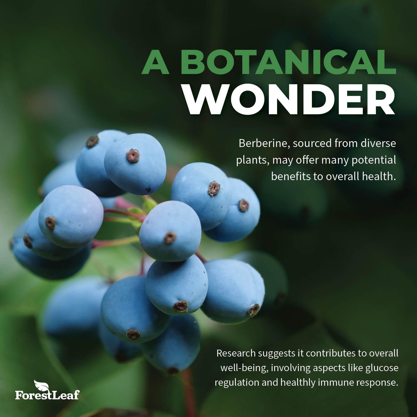 ForestLeaf Advanced Dual Berberine HCl Berberine Supplement 1300mg - 97% Tested Ultra High Potency Berberine with Ceylon Cinnamon, Bitter Melon & Gymnema (90 Count (Pack of 2))