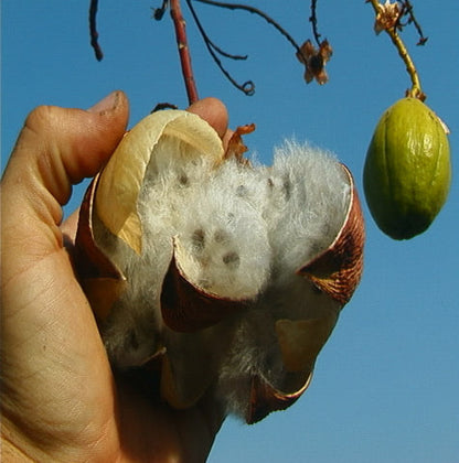 kapok tree pod fiber seed ceiba tree