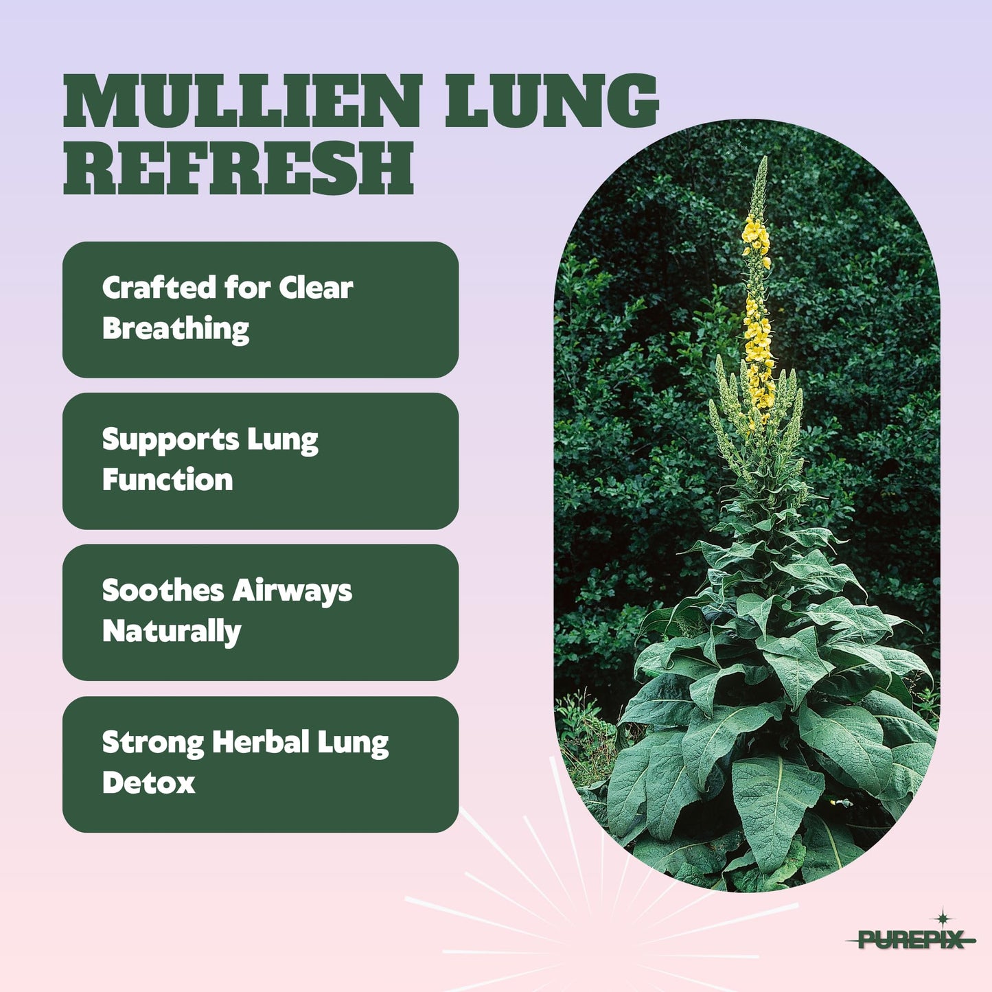 Mullein Pix, Extra Thick Flavored Toothpicks Infused with Mullein Leaf, Natural Quit Smoking Alternative, Lung Cleanse Support, Nicotine Free, Kosher Vegan, Made in The USA, (5 Variety Pack)