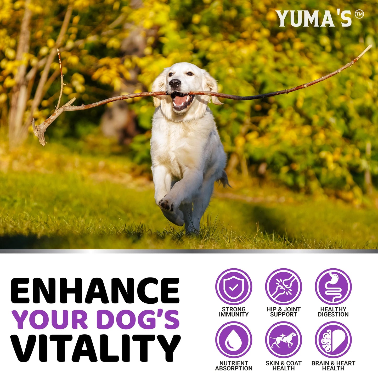 Dog Multivitamin Chewable with Glucosamine - Dog Vitamins and Supplements - Senior & Puppy Multivitamin for Dogs - Hip & Joint Support - Immune Health, Skin, Heart, Digestion, Probiotics