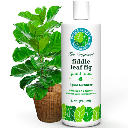 Fiddle Leaf Fig Tree Plant Food for Ficus Lyrata (and Ficus Audrey) - Enriched with Calcium, Urea-Free, and Featuring an NPK Ratio of 3-1-2 to Promote Robust Roots, Stems & Leaves (8 Ounces)