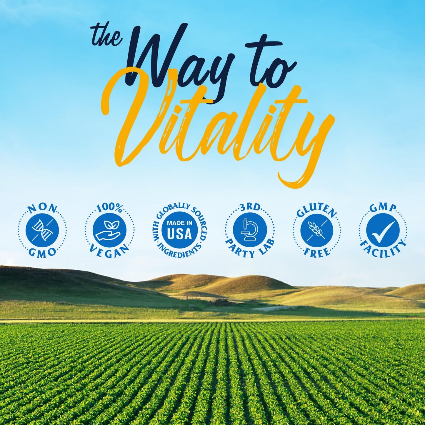 Vitalitown Akkermansia Probiotic GLP-1 with Chicory Inulin | 2 Billion TFU | Akkermansia Muciniphila Probiotics for Men & Women | Gut Health | Digestion | Non-GMO | 60 Veg Caps