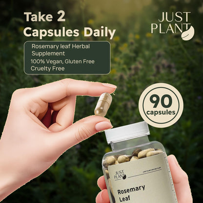 Rosemary Leaf Extract 500mg, 90 Vegan Capsules, Herbal Supplement for Memory, Focus, Digestion, Inflammation & Hair Health, Gluten-Free, Plant-Based