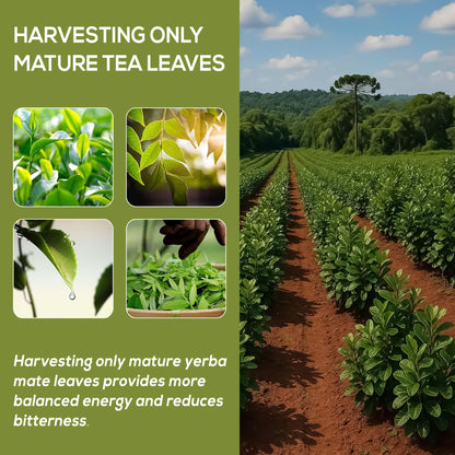 HARMONIFY Yerba Mate Leaf Extract – 375mg, 60 Capsules – Natural Energy Booster, Mental Clarity&Metabolism Support – Caffeine-Rich Herbal Supplement