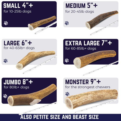 Devil Dog Pet Co. Elk Antlers for Dogs, Monster 9"+, 1 Pack, Grade A Long Lasting Chew for Aggressive Chewers, Premium USA Naturally Shed Antler – Healthy, No Odor, Durable Dog Chew