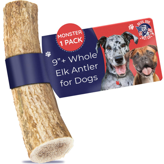 Devil Dog Pet Co. Elk Antlers for Dogs, Monster 9"+, 1 Pack, Grade A Long Lasting Chew for Aggressive Chewers, Premium USA Naturally Shed Antler – Healthy, No Odor, Durable Dog Chew