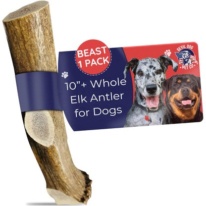 Devil Dog Pet Co. Elk Antlers for Dogs, Beast 10"+, 1 Pack, Grade A Long Lasting Chew for Aggressive Chewers, Premium USA Naturally Shed Antler – Healthy, No Odor, Durable Dog Chew