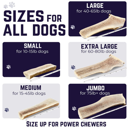 Devil Dog Pet Co. Split Elk Antlers for Dogs, Medium 5"+, 1 Pack, Grade A Long Lasting Chew for Aggressive Chewers, Premium USA Naturally Shed Antler – Healthy, No Odor, Durable Dog Chew