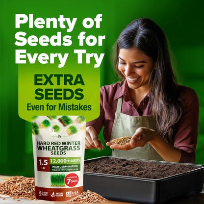 HOME GROWN 12,000+ Wheatgrass Seeds Bulk Pack(1.5 lb) 𝗡𝗢𝗡-𝗚𝗠𝗢 𝗨𝗦𝗔 Hard Red Winter Wheatgrass – Heirloom, Sprouting for Juicing, Microgreens, Smoothies & Indoor Gardening(Triticum aestivum)