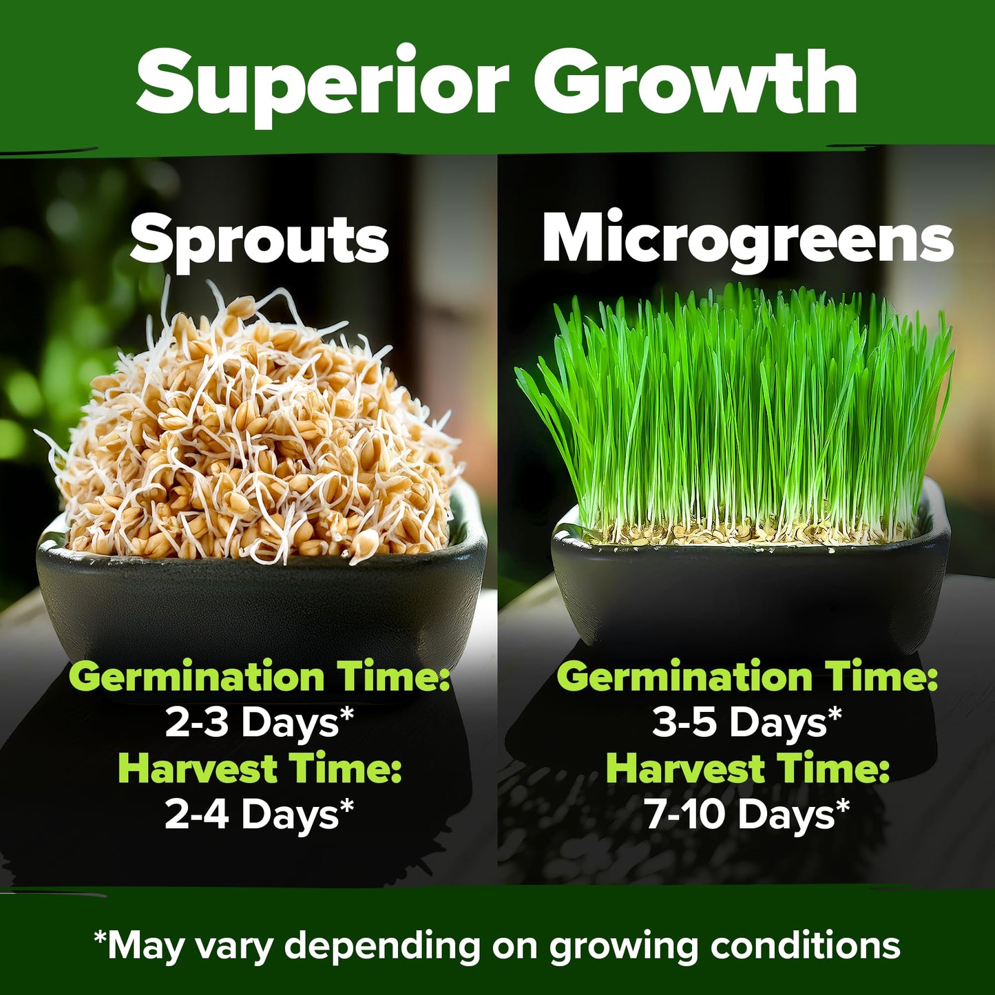 HOME GROWN 12,000+ Wheatgrass Seeds Bulk Pack(1.5 lb) 𝗡𝗢𝗡-𝗚𝗠𝗢 𝗨𝗦𝗔 Hard Red Winter Wheatgrass – Heirloom, Sprouting for Juicing, Microgreens, Smoothies & Indoor Gardening(Triticum aestivum)