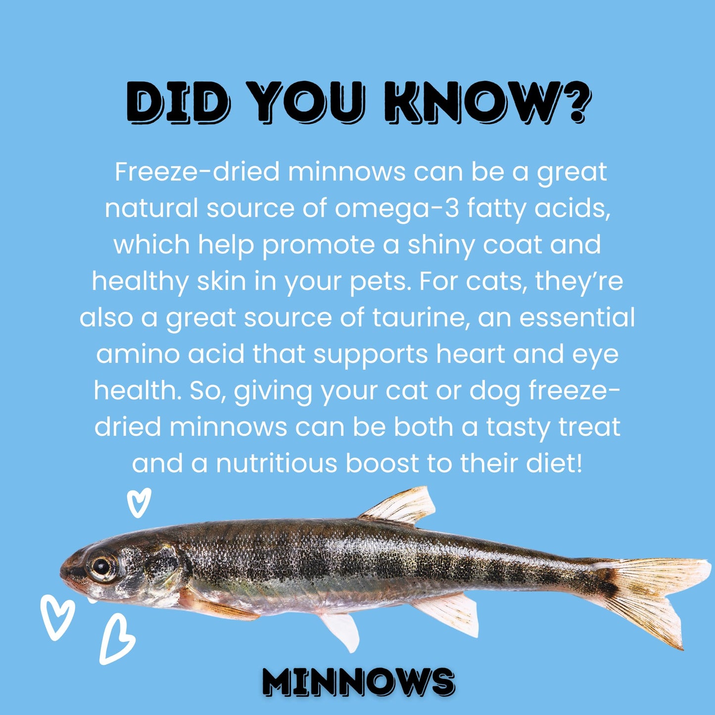 hotspot pets Freeze Dried Minnows - Healthy Treats for Cats & Dogs -1 Pound Big Bag (Made in USA) All Natural, High Protein, Rich in Omega-3s, Grain-Free,Perfect for Training, Topper or Snack