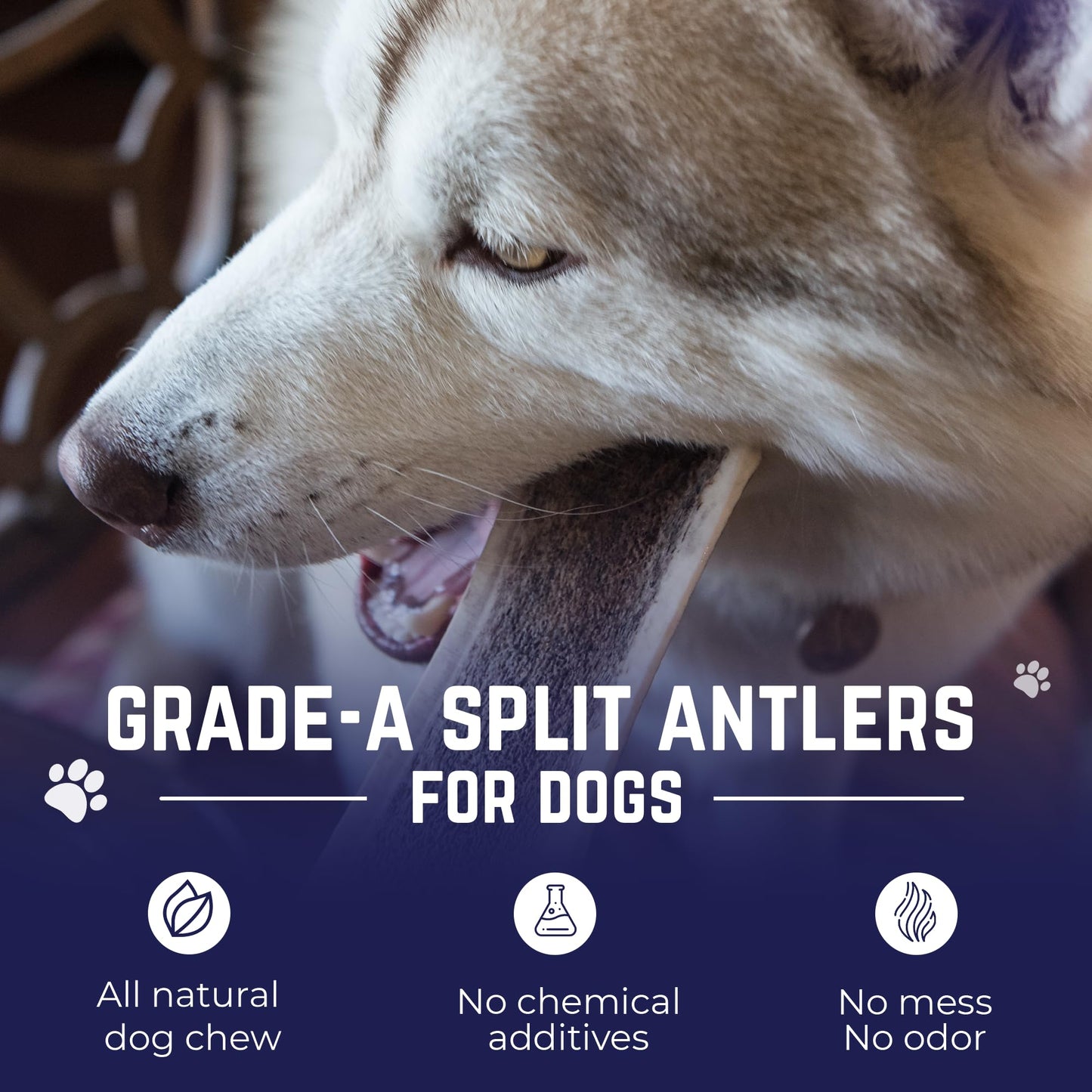 Devil Dog Pet Co. Split Elk Antlers for Dogs, Medium 5"+, 1 Pack, Grade A Long Lasting Chew for Aggressive Chewers, Premium USA Naturally Shed Antler – Healthy, No Odor, Durable Dog Chew