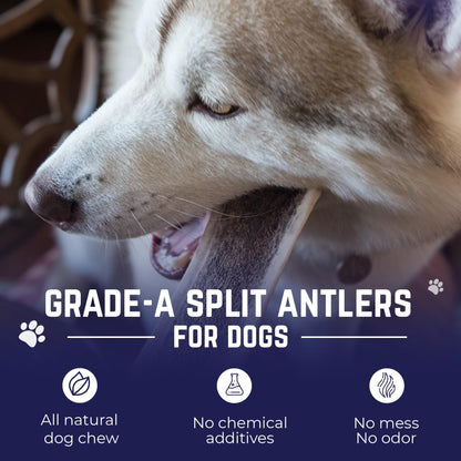 Devil Dog Pet Co. Split Elk Antlers for Dogs, Extra Large 7"+, 1 Pack, Grade A Long Lasting Chew for Aggressive Chewers, Premium USA Naturally Shed Antler – Healthy, No Odor, Durable Dog Chew
