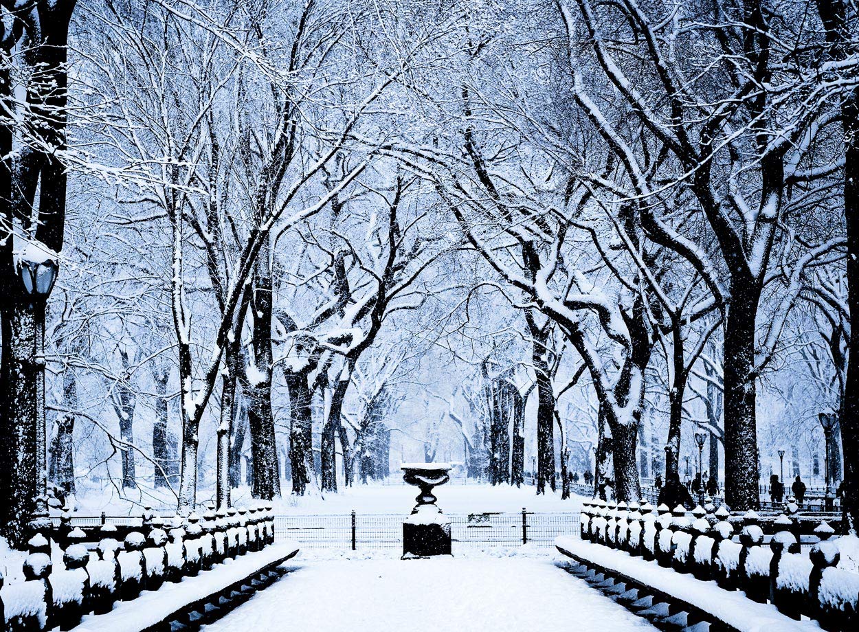 Psaris Productions Central Park New York Christmas Cards Boxed With Envelopes Set of 12 Holiday Cards and 12 Envelopes. Made in USA