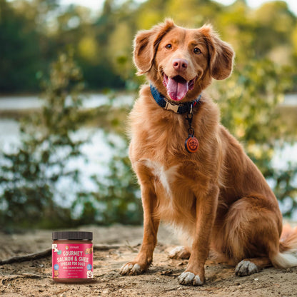 Visionary Pet Foods Salmon Meat Spread - Healthy Dog Treat - Alternative to Dog Peanut Butter, Xylitol Free, No Sugar and Filler Free - Use on Lick Mat, Food Mixer, Pill Pockets - 12oz Jar