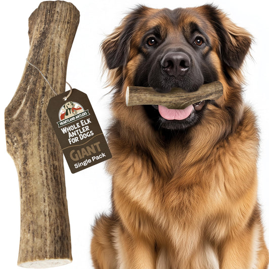 Heartland Elk Antlers for Dogs (Whole Elk, 9+", Giant, 1-Pack) – Grade A, Naturally Shed | Durable, Odor-Free Chew for Aggressive Chewers & Puppies | Splinter-Free | USA Made | Veteran Owned