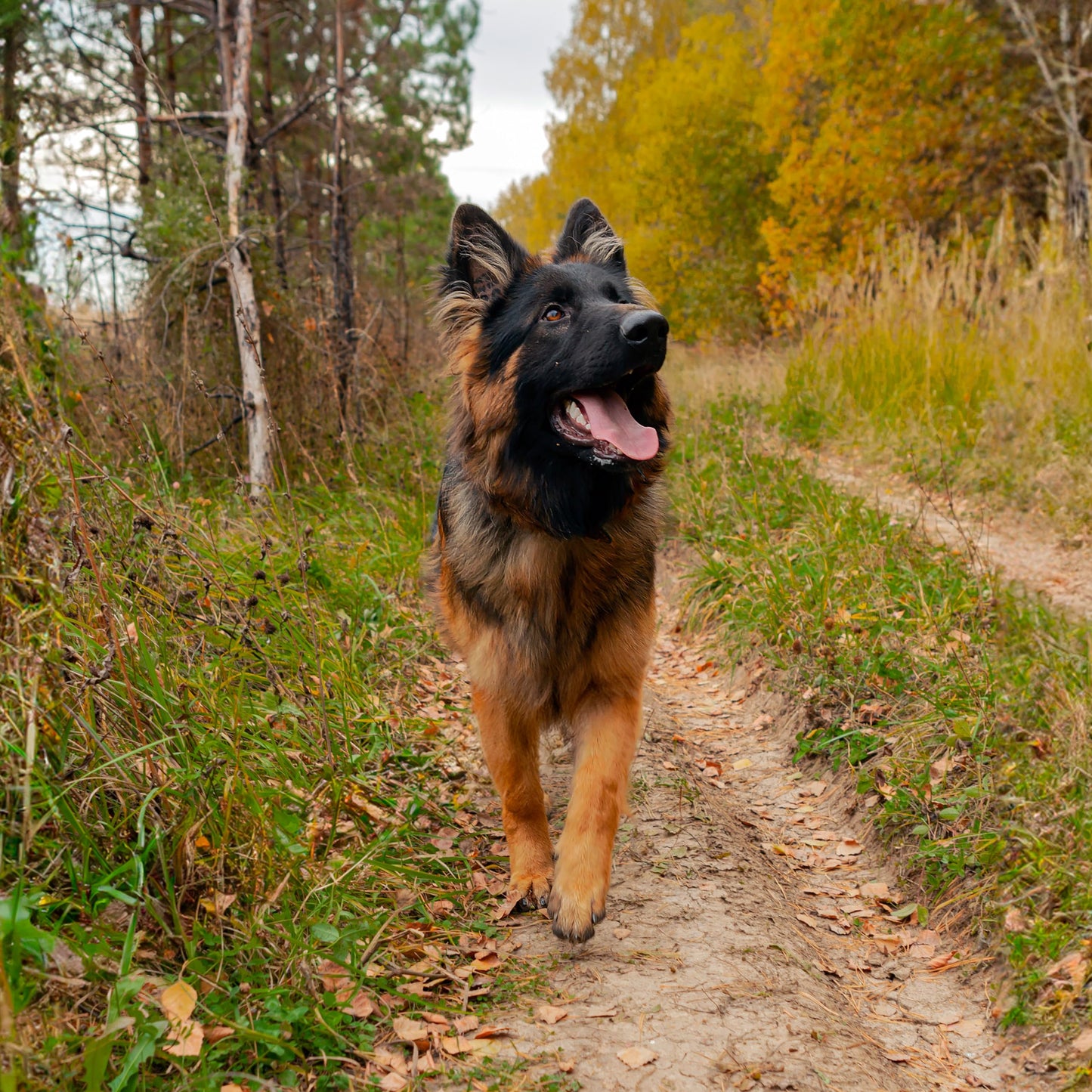 Rhino Wax - Dog Paw Trail Wax 2oz - Use Before Taking Dogs on a Hike - Balm Helps Protect Against Rocks, Uneven Terrain, Thorns, Glass - Moisturizes and Improves Elasticity - Lick-Safe - Made in USA