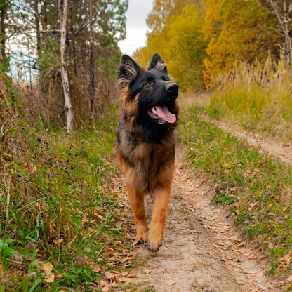 Rhino Wax - Dog Paw Trail Wax 2oz - Use Before Taking Dogs on a Hike - Balm Helps Protect Against Rocks, Uneven Terrain, Thorns, Glass - Moisturizes and Improves Elasticity - Lick-Safe - Made in USA