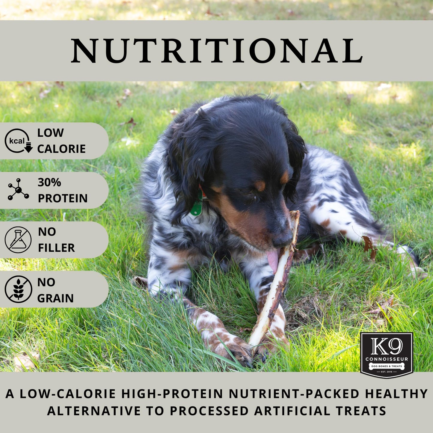 K9 Connoisseur Single Ingredient Dog Bones Made in USA - 8 to 10 Inch Long All Natural Meaty Rib Marrow Filled Bone Chew Treat Best for Medium Breed Dogs Best Upto 50 Pounds 8 Pack