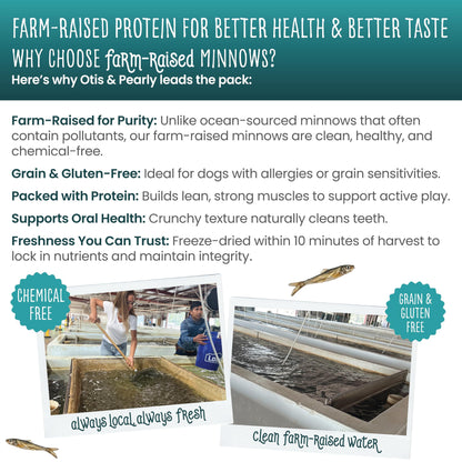Otis & Pearly Freeze Dried Minnow Dog Treats - Single Ingredient, Made in USA - Healthy Protein Treat for Small, Medium, Large Breeds