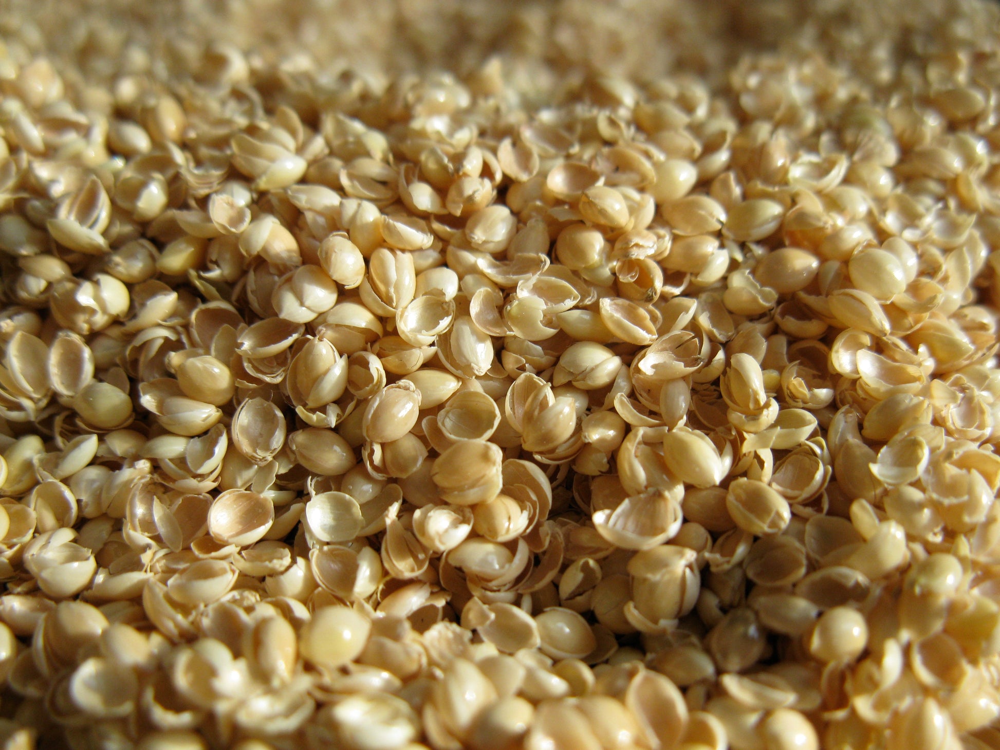 close up of organic millet hulls